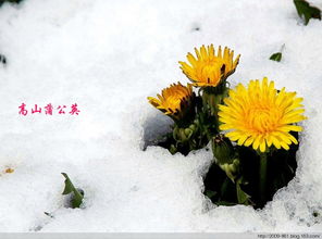 关于动物的好词好句摘抄，关于植物的好词好句20字