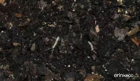 花盆里的小白虫子怎么去除，花盆有小白虫子如何处理