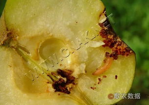 梨小食心虫的为害特点和发生规律是什么?如何防治?