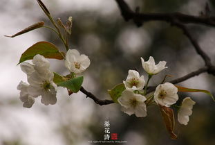 关于赞颂梨花的诗句