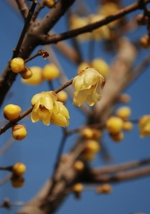 腊梅花花语百科，腊梅花花语爱情