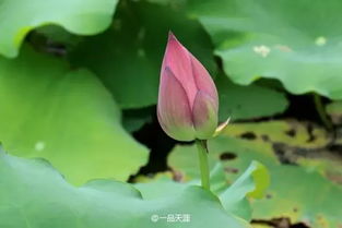 荷花的气味