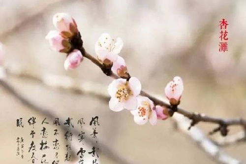 形容杏花的优美诗句大全，形容杏花的唯美诗句
