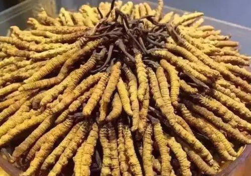 虫草一天吃几根为合适 百家号，虫草一天吃几根为合适花