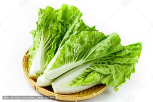 毛白菜图片，毛白菜又叫什么菜