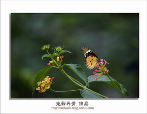留连戏蝶时时舞的后一句是啥，留连戏蝶时时舞的后面一句是什么