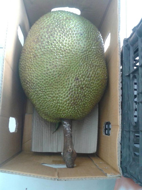 波萝开法视频，波萝密的拨法