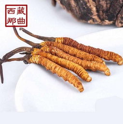 冬虫夏草一次吃几根