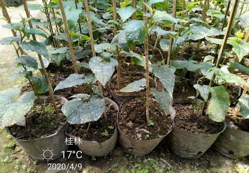 生根粉的作用和使用方法，生根粉和生根剂哪个好