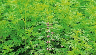 农村田间地头,有哪些可食用的野菜?它们分别都有哪些功效?