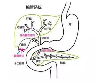 胆在人体哪