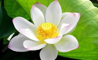 夏天有哪些花开了,什么名字，夏天有哪些花开花了
