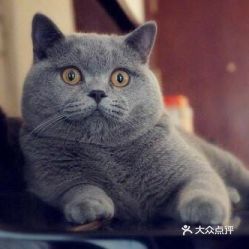 蓝白英短好养吗，三个月的英短好养吗