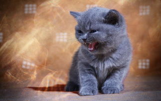 英国短毛猫好养吗?