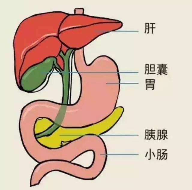 胆在哪里人体示意图，胆在哪个位置高清图片