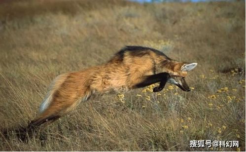 谜语解特,鬃刷子,又粗又硬,是指什么动物?又是什么生肖?
