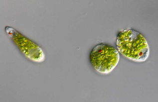 草履虫是原核细胞生物吗?