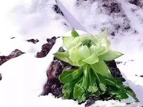 千年雪莲和天山雪莲那个好?