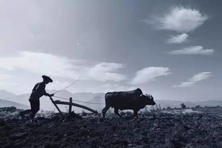 中国农民有多少人口2020，中国有几亿农民