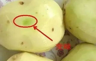前几天买的鲜土豆放了几天突然变绿色了,这是怎么一回事?