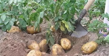 无土栽培土豆，土豆种植方法