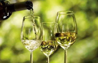 起泡白葡萄酒怎么喝，白葡萄酒怎么喝不会醉