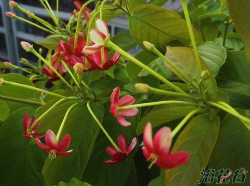 花中君子是哪四种花,梅花怎么画，花中君子是哪四种花的诗句