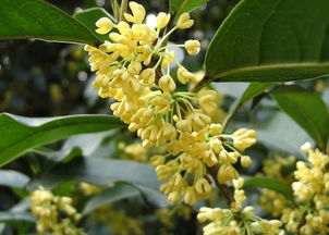 桂花适合室内养吗，院子里可以栽桂花树吗