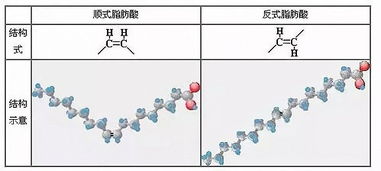 反式脂肪酸是什么的危害，反式脂肪酸0克什么意思