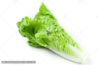 毛白菜是什么蔬菜