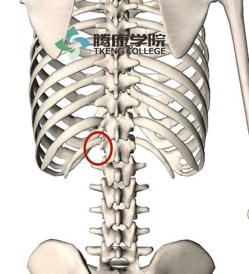 肋脊角名词解释，肋脊角和脊肋角的区别