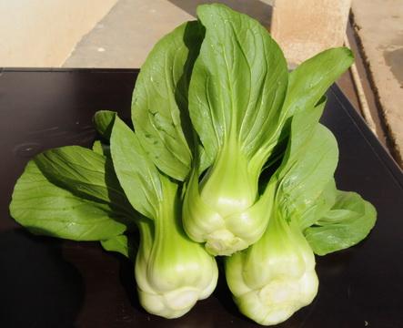油菜指的是什么菜，三种油菜的图片