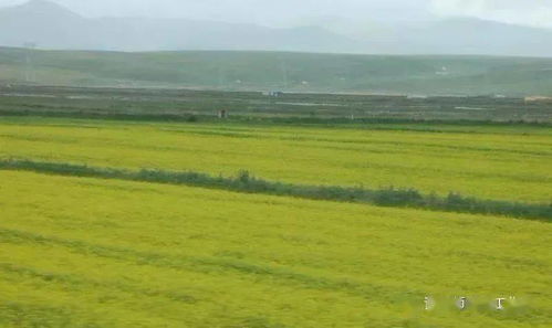 河谷农业的主导因素，河谷农业和灌溉农业的区别