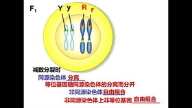 遗传学三大定律的基本内容，遗传学三大定律的意义