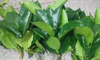 用柚子叶洗澡会中毒吗