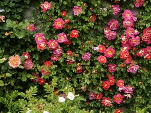 月季花什么时候剪枝好呢，月季花适合什么时候剪枝
