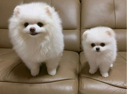 博美犬多少钱一只