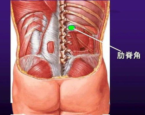 正常人的肋脊角为多少度
