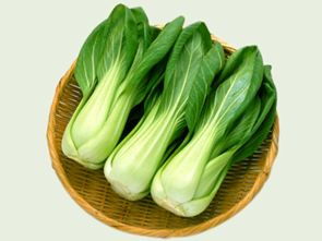 油菜和上海青有什么区别?