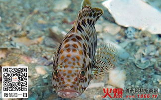 石斑鱼功效什么人不能吃