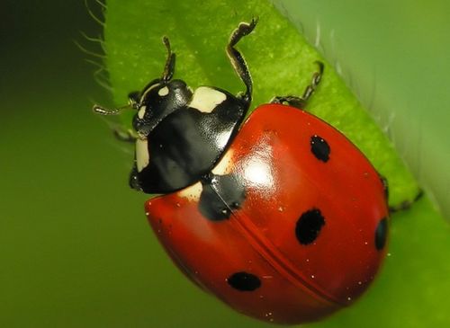 瓢虫英语ladybird怎么读，一只瓢虫英语