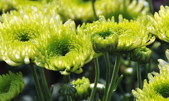 菊花的特点作文200字左右，菊花的特点作文500字