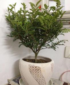 清香木的养殖方法和注意事项