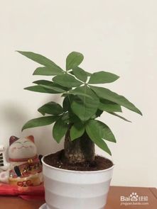 发财树怎么修剪枝叶发侧芽，发财树怎么修剪枝叶,长的太高了视频