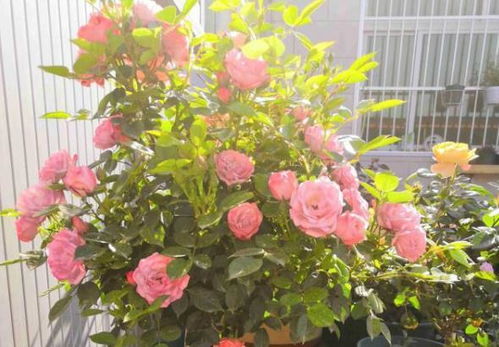 月季花什么时候剪枝