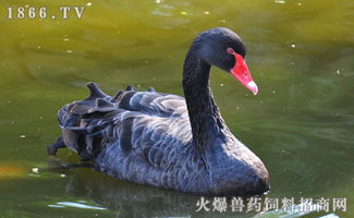 养殖黑天鹅需要什么环境