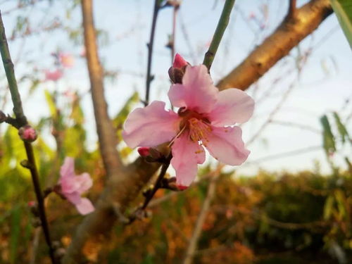 春天有哪些花开了简笔画，春天有哪些花朵