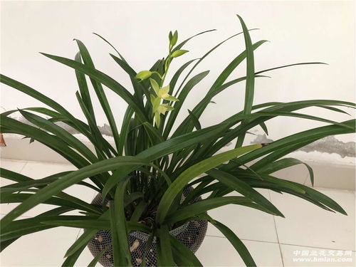 墨兰是什么样子,开的花怎样