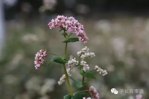 月明荞麦花如雪是什么意思