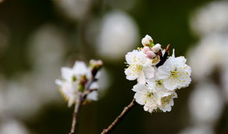 樱花是樱桃树的花吗图片，樱花是樱桃树?